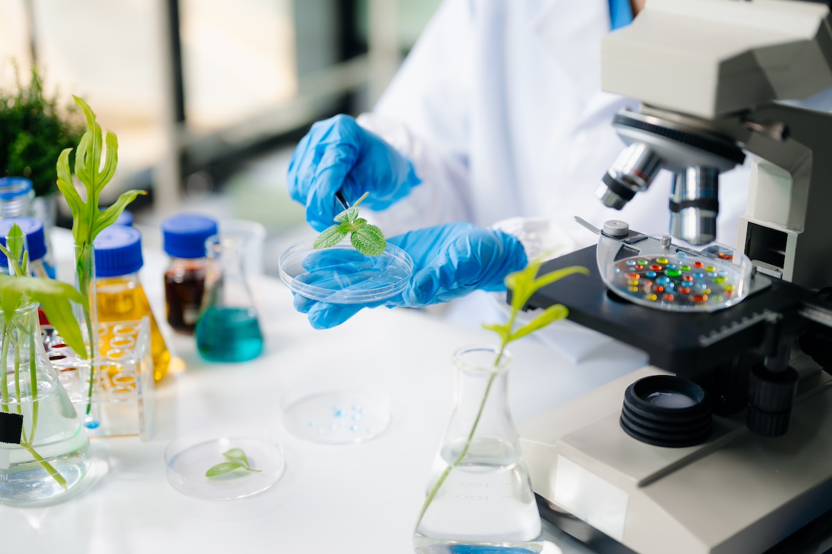 Food science as lab scientists test and analyze vegetables for safety and quality using advanced technology